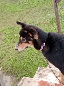 Kosi
