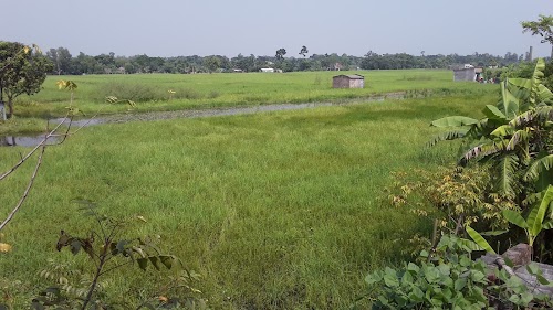 Piali