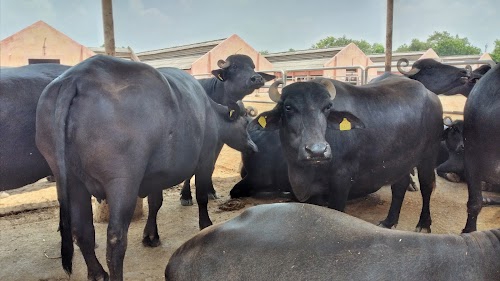 ICAR-Central Institute For Research On Buffaloes