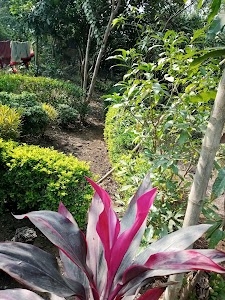 ANURAG SHUKLA