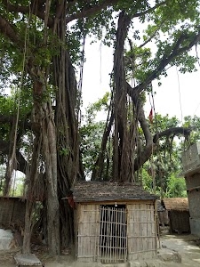 Big Baniyan Tree