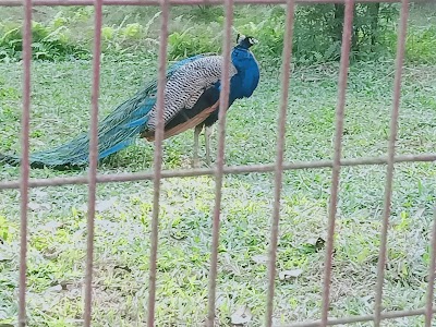 Rasik Bill Bird Sanctuary