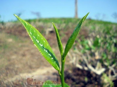 Swagata Small Tea Garden