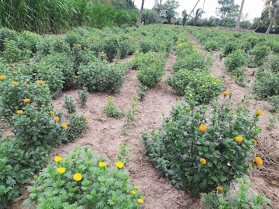 Rose Farm