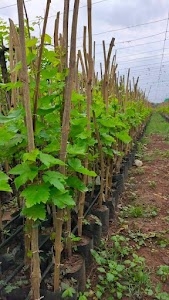 Basargi