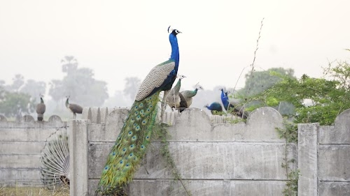 Pinjarat