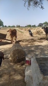 Dhanger krishi Farm