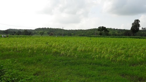 Limkheda