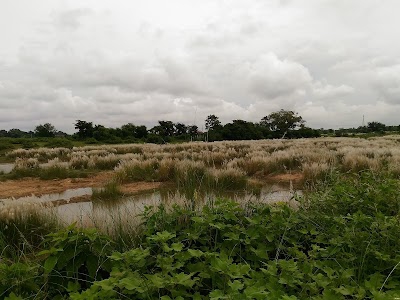 Junbedia