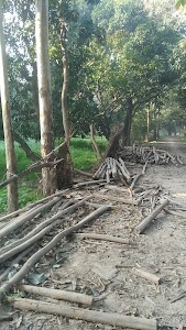 Shubham Singh Mango Farm