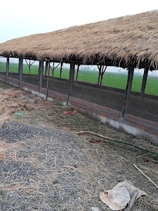 Sultan poultry farm
