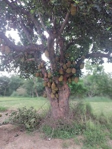 Dandupur Padan