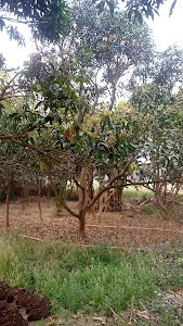 Hadirahi