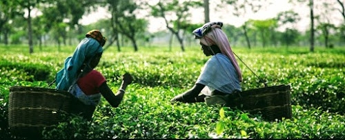 BD Patil farm