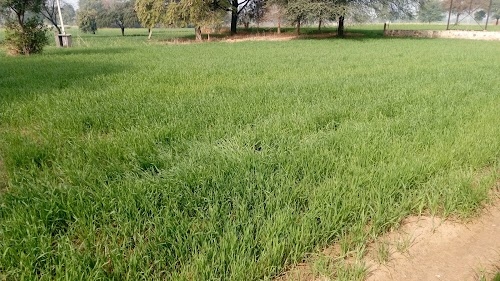 Thanedar Ki Dhani