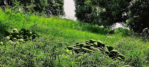 Todarpur