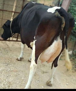 Kundan Dairy, Ganora