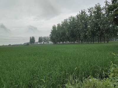Sarawa
