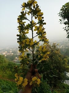 Beharbari View Point