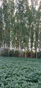 Khanpur