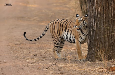 Bandhavgarh