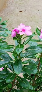 SAHINUR HOQUE