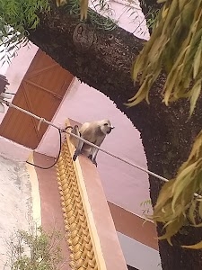 Hinotiya