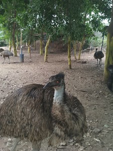 Patels Emu Farm