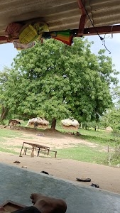 Daloli