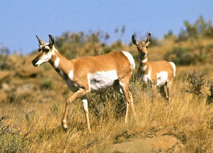 Deer Park