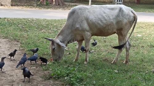DLW Colony, Bhullanpur