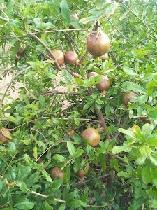 Sankh