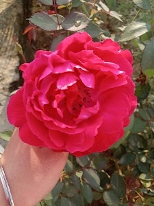 Bhilawa