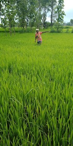Hariharpur Boudh Vihar