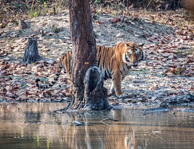Amangarh Tiger Reserve