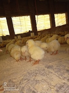 Munna Bhai Poultry farm