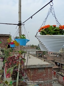 Cutex garden