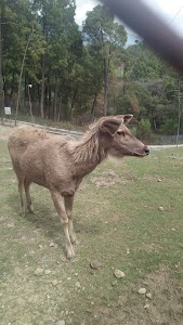 marhoon bulhi