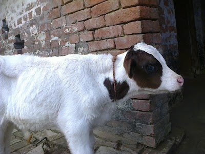 Madhusudan Shahi Cow Milk Dairy