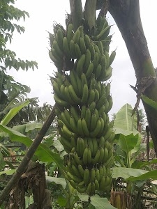 Akbarpur