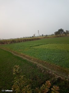 Pindora