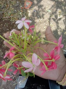 Nashik