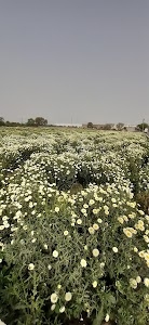 Alipur Village