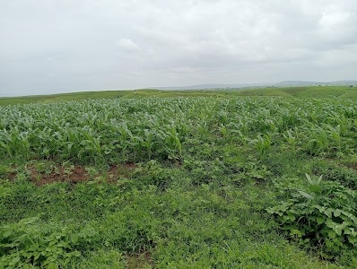 Forest department