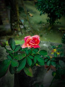 Pashpur