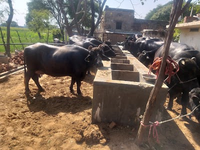Petpooja Dairy farmhouse