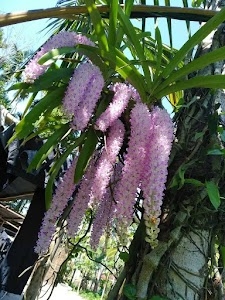 Pandhua Gaon