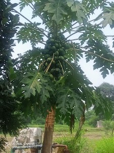 Motipur