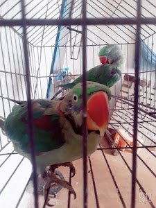 Parpodi