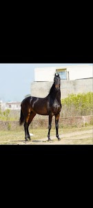 Mann stud farm
